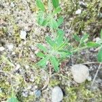 Trifolium arvense Likasa