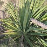 Agave sisalanaList