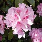 Rhododendron maximumFlower