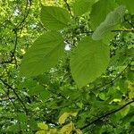 Hovenia dulcis Frunză