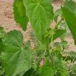 Abutilon hirtum List