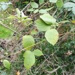 Rubus winteri Blad