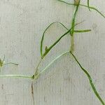 Zannichellia palustris Lorea