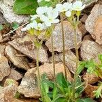 Androsace obtusifolia Libunga