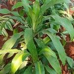 Dracaena fragrans Folha