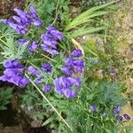 Aconitum variegatum Flor
