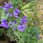 Aconitum variegatum Virág