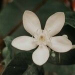 Wrightia antidysenterica Flor
