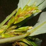 Hylaeanthe unilateralis Hábito
