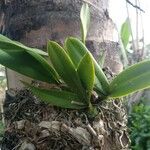 Epidendrum ciliare Leaf