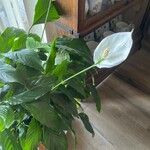 Spathiphyllum wallisiiЛіст