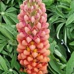 Lupinus polyphyllus Fleur