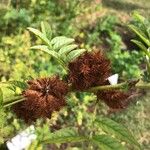 Glycyrrhiza echinata Gyümölcs