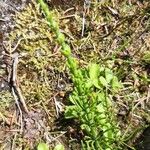 Equisetum arvenseFeuille