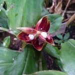 Costus spiralis Fruit