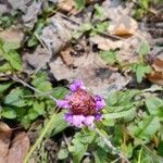 Prunella vulgarisFlower