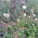 Oenanthe sarmentosa Habit