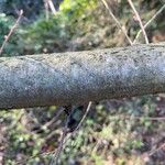 Alnus serrulata Bark