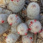 Mammillaria pottsii Hábito