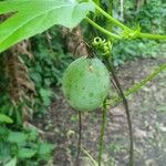 Passiflora adenopoda Fruit