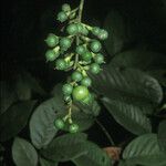 Banara guianensis 果実