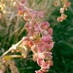 Atriplex hortensis Fruit