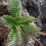 Acaena cylindristachya Ravina