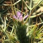 Galactites duriaei Flor