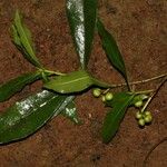 Peddiea africana Habitus