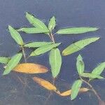 Persicaria amphibia Leaf