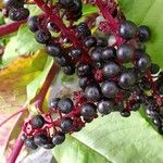 Phytolacca americana Fruit