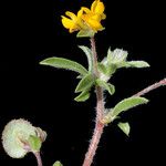 Anthyllis circinnata Flower