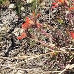 Castilleja applegatei Flower