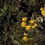 Chrysopsis mariana Flower