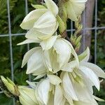 Yucca filamentosaKukka