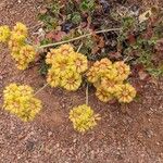 Eriogonum umbellatum موطن