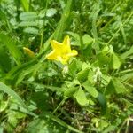 Oxalis suksdorfii Flor