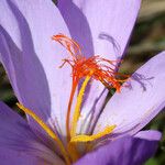 Crocus ligusticus Кветка