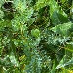 Pedicularis rostratocapitata Leaf