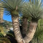 Yucca rostrataLeaf