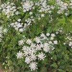 Chaerophyllum temulum Flower