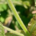 Mentha longifolia Bark