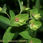 Euphorbia dulcis Flor