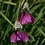 Allium insubricum Кветка
