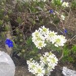 Iberis ciliata Flower