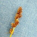 Carex vulpina Fiore