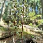 Pyrola chlorantha Квітка