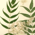 Sorbaria tomentosa Λουλούδι