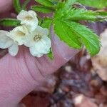 Cardamine kitaibelii 叶