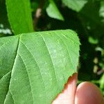 Rubus praticolor Outro